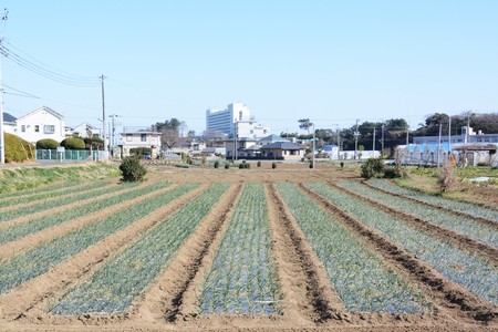 Cultivation of onionの写真素材