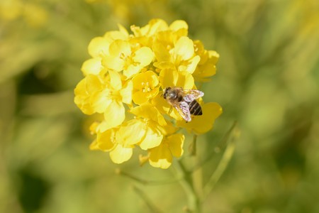 Rape blossom petalsの写真素材