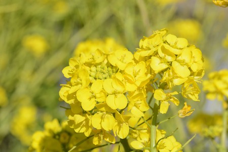 Rape blossom petals