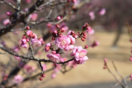 The Japanese plum blossoms brought spring scentの写真素材