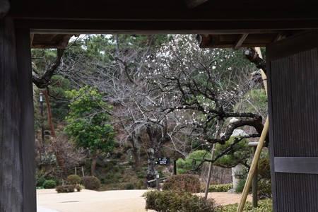 The Japanese plum blossoms brought spring scentの写真素材