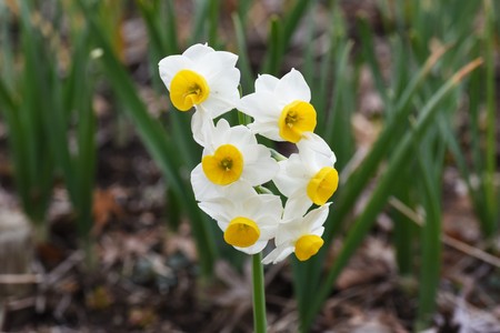 Flowers of narcissus (Daffodil)の写真素材