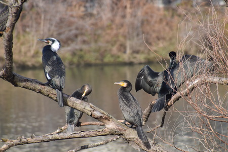 Great cormorants sitting on a tree.