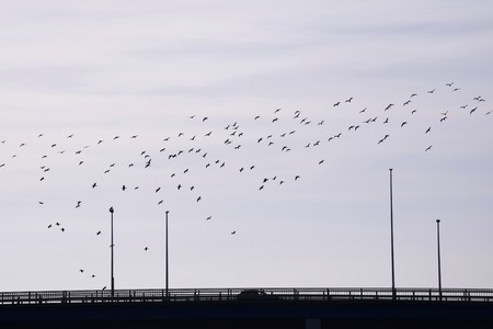 A flock of birds flying in the skyの写真素材