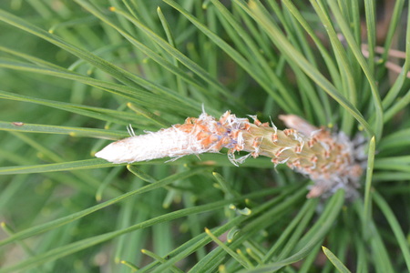 Pine tree shoots