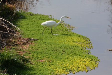 An egret in the streamの写真素材