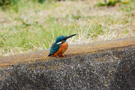 A kingfisher in the riverside.の写真素材
