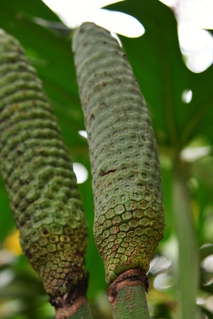Monster/fruits and leaves