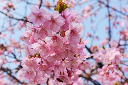cherry blossomsの写真素材