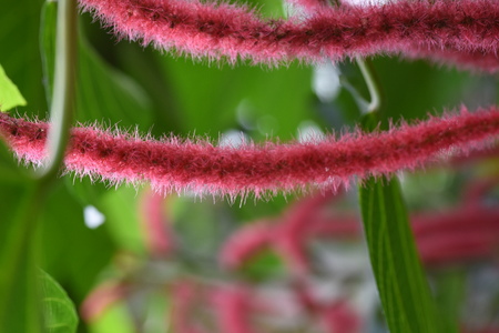 Acalypha hispida (Chenille plant)