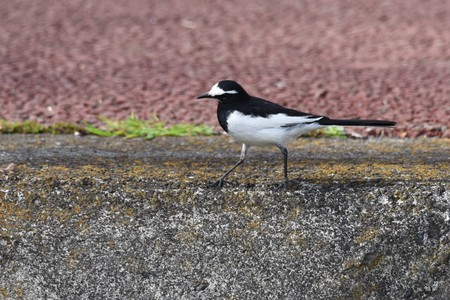 White wagtailの写真素材