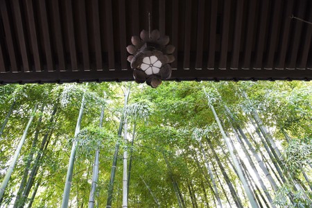 Lanterns and bamboo forest in the Japanese temple.の写真素材