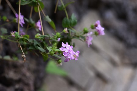Lantana montevidensis (Weeping lantana)の写真素材