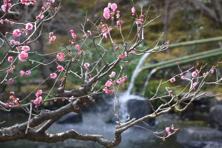 A scene of the Japanese culture, Japanese style garden.の写真素材