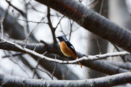 Daurian Redstartの写真素材