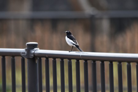 White Wagtailの写真素材