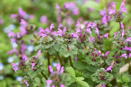 Henbit deadnettleの写真素材