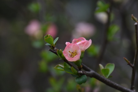 Japanese quinceの写真素材