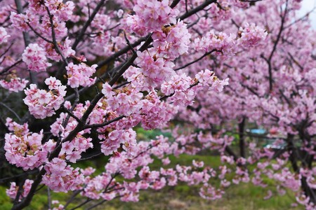 Cherry blossoms in full bloom.の写真素材
