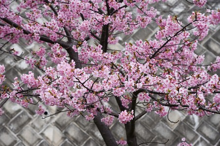 Cherry blossoms in full bloom.の写真素材