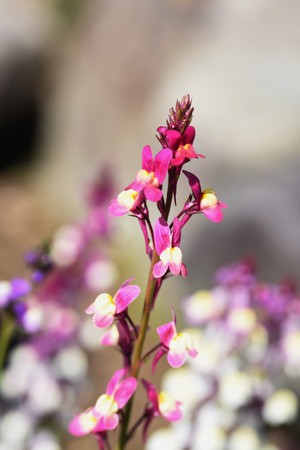 Linri (Linaria bipartita) flowersの写真素材