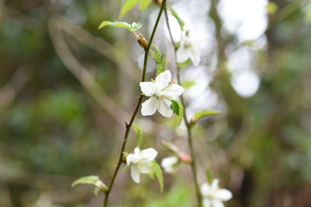Flowers of raspberryの写真素材
