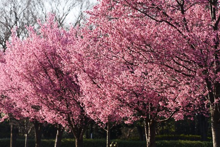 Cherry blossoms in full bloomの写真素材