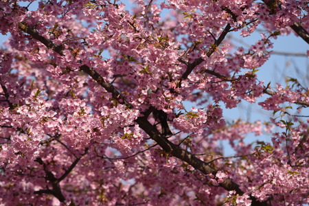 Cherry blossoms in full bloomの写真素材