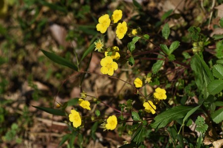 Potentilla anemonifolia flowersの写真素材