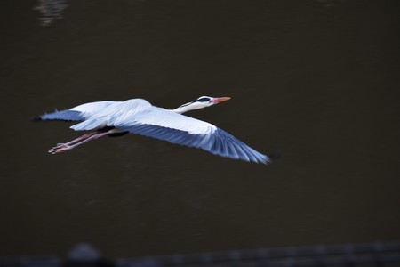 Heron's flying figure is beautifulの写真素材