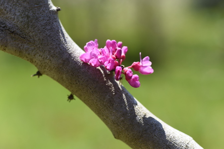 Cercis chinensis (Chinese redbud)の写真素材