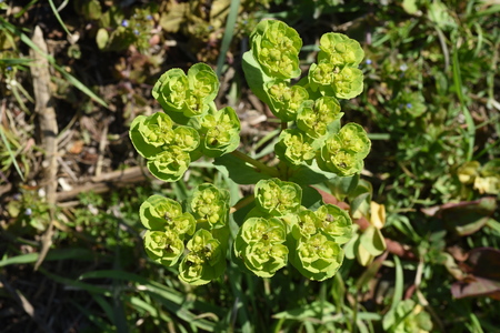 Spurge