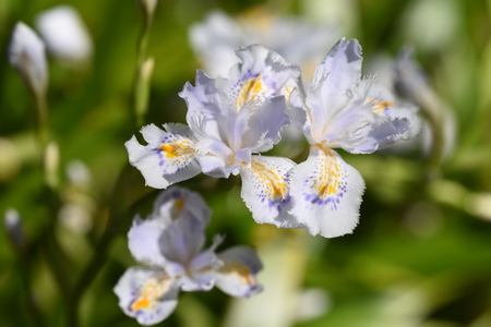 Fringed irisの写真素材
