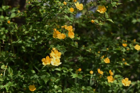 Japanese kerriaの写真素材