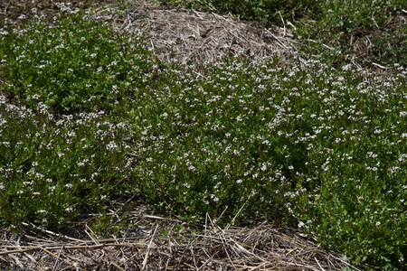 Bitter cressの写真素材