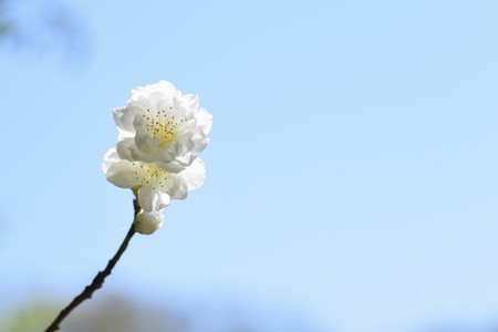 Peach blossoms in full bloomの写真素材