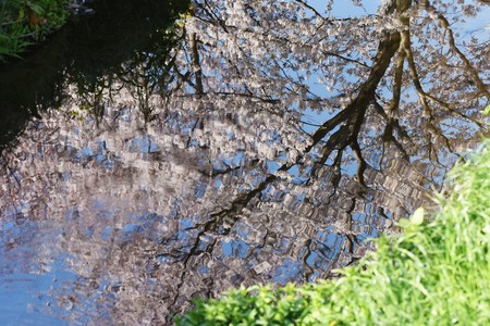 Cherry blossoms in full bloom in the natural parkの写真素材