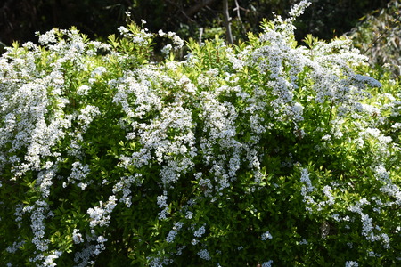Thunberg spirea in full bloom.