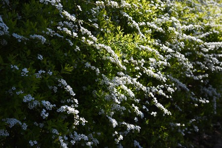 Thunberg spirea in full bloom.