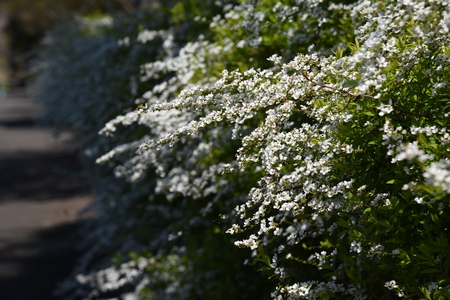 Thunberg spirea in full bloom.