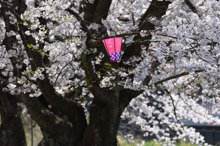 A row of cherry blossm treesの写真素材