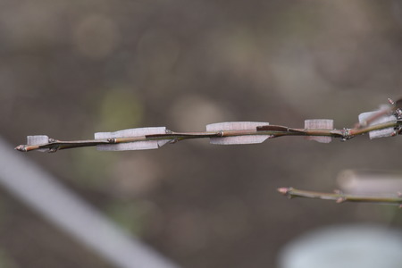 Winged spindle treeの写真素材