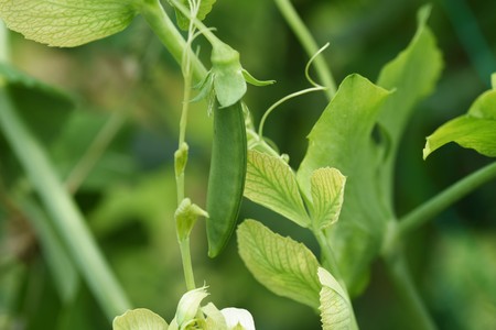Green pea cultivationの写真素材