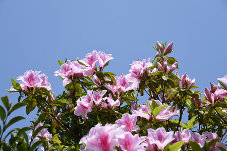Azalea blossomsの写真素材