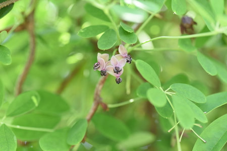 Chocolate vine flowersの写真素材