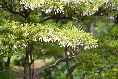 Japanese enkianthusの写真素材