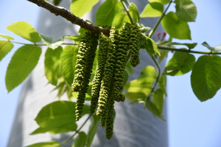Manchurian walnut flowers