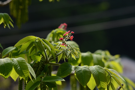 Manchurian walnut flowersの写真素材
