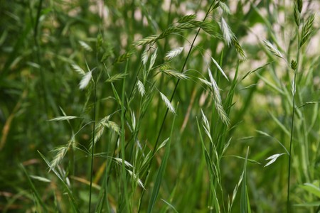 Bromus catharticus (bromus Rescue)の写真素材