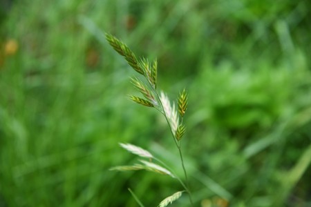Bromus catharticus (bromus Rescue)の写真素材